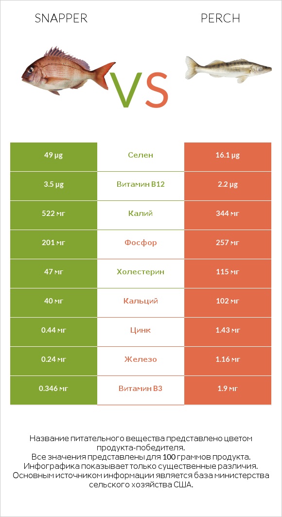 Snapper vs Perch infographic