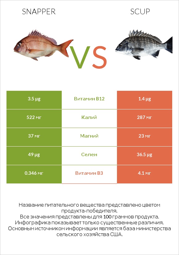 Snapper vs Scup infographic