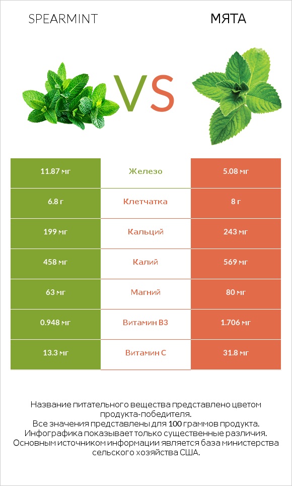 Spearmint vs Мята infographic