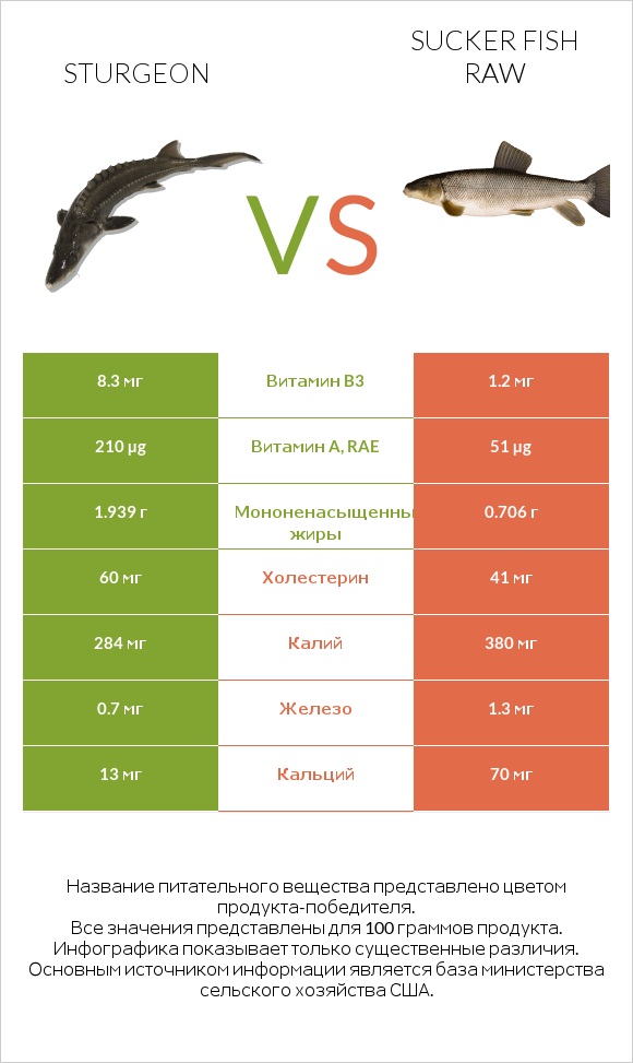 Sturgeon vs Sucker fish raw infographic