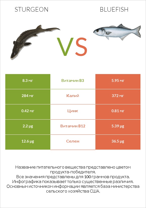 Sturgeon vs Bluefish infographic