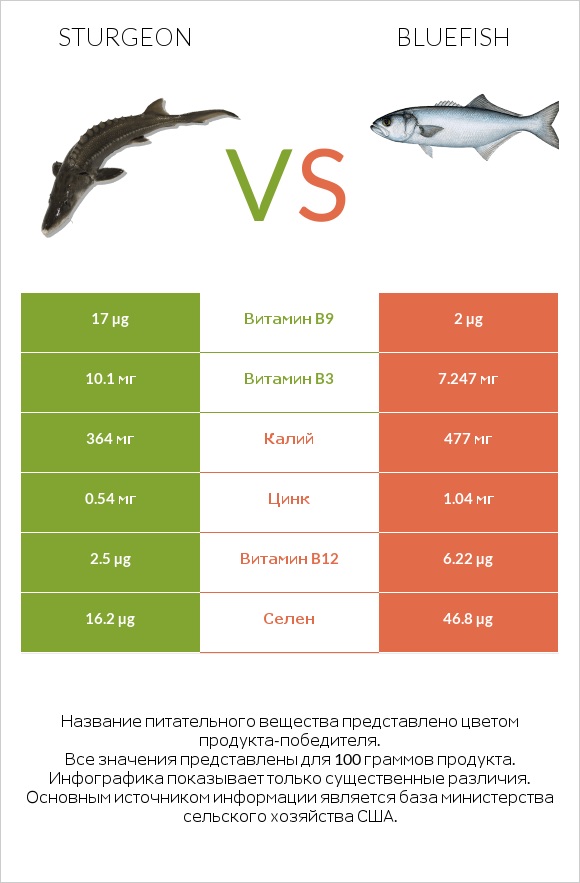 Sturgeon vs Bluefish infographic