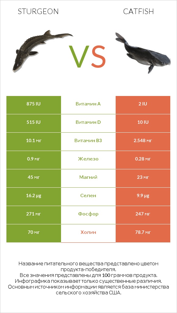 Sturgeon vs Catfish infographic