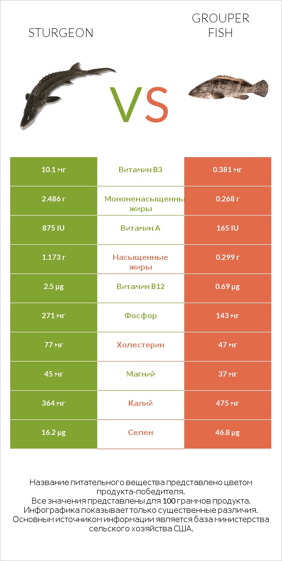 Sturgeon vs Grouper fish infographic