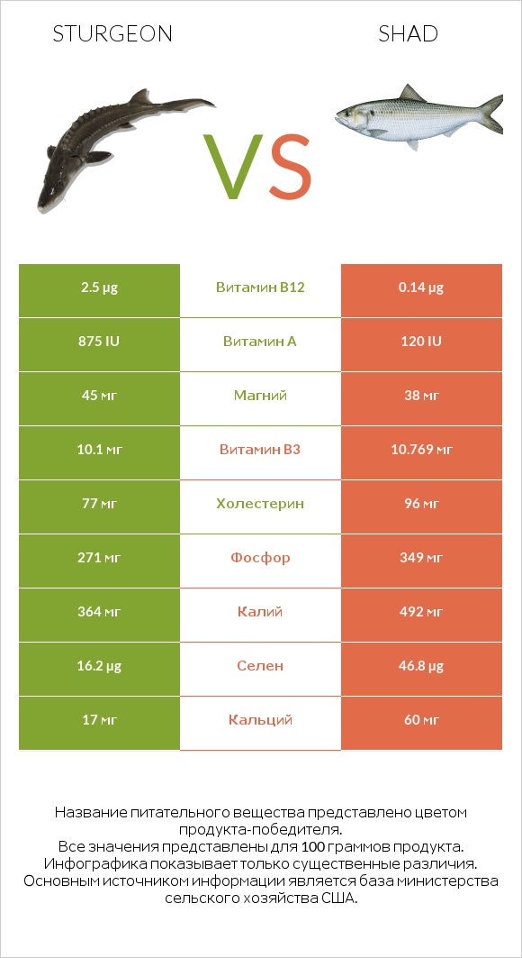 Sturgeon vs Shad infographic