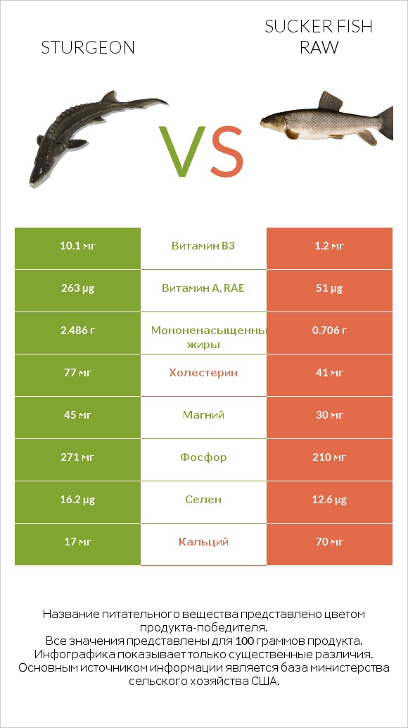 Sturgeon vs Sucker fish raw infographic