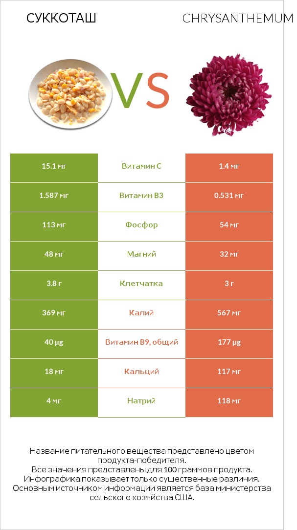 Суккоташ vs Chrysanthemum infographic