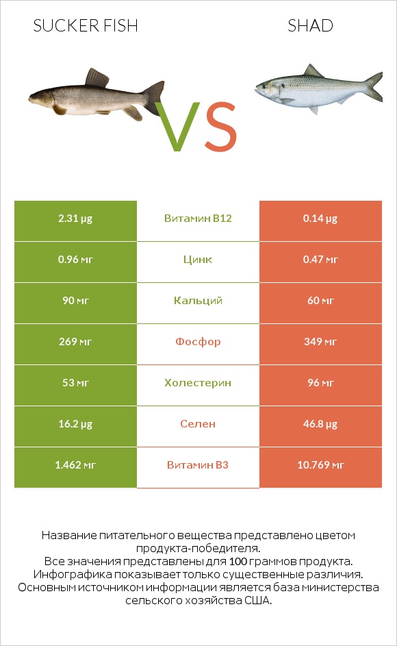 Sucker fish vs Shad infographic