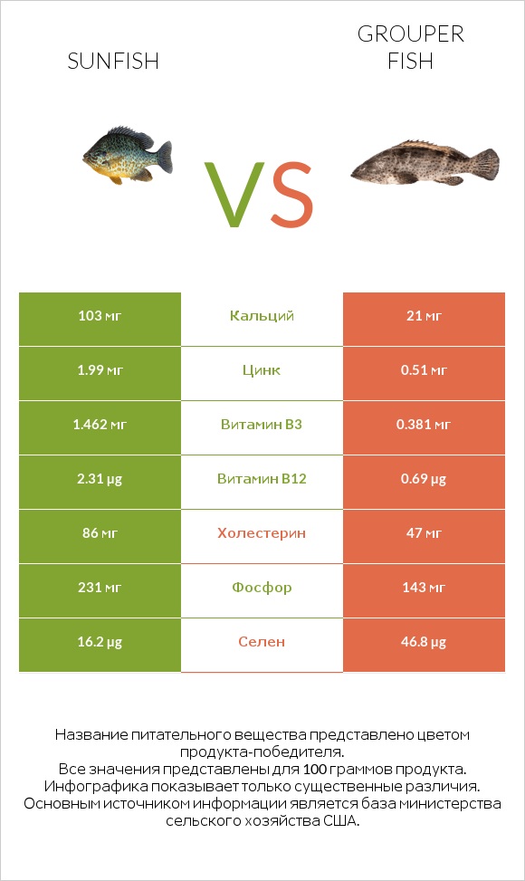 Sunfish vs Grouper fish infographic