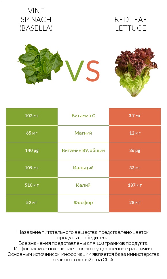 Vine spinach (basella) vs Red leaf lettuce infographic
