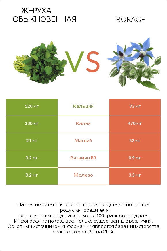 Жеруха обыкновенная vs Бурачник лекарственный infographic