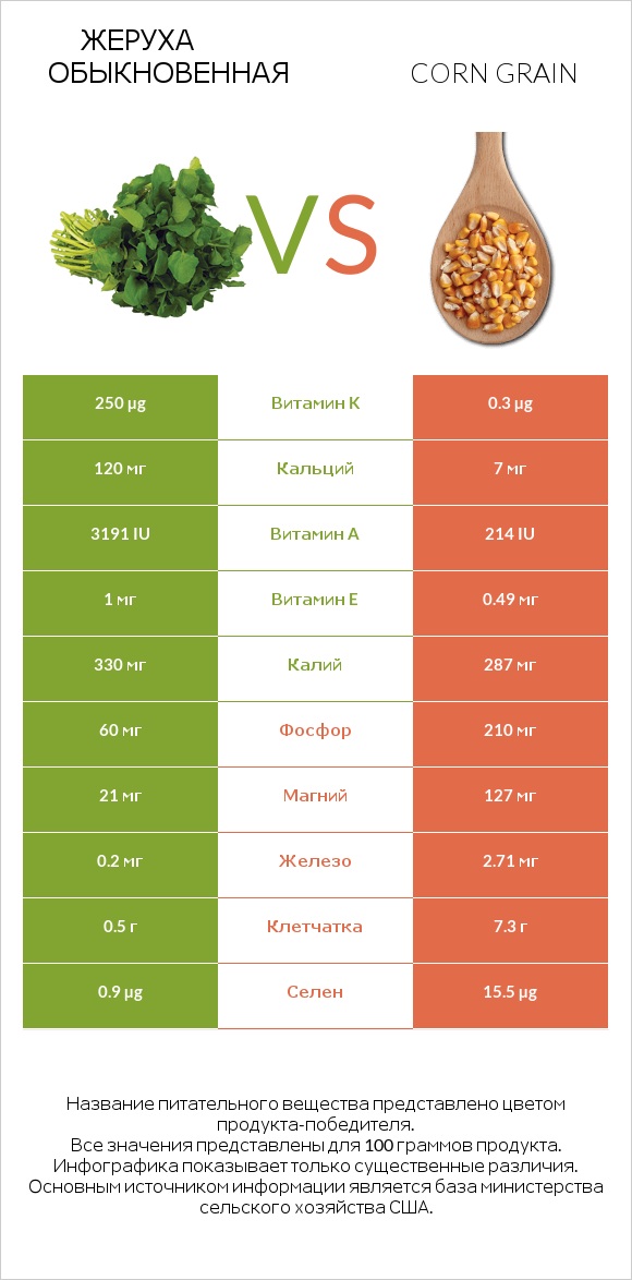 Жеруха обыкновенная vs Corn grain infographic