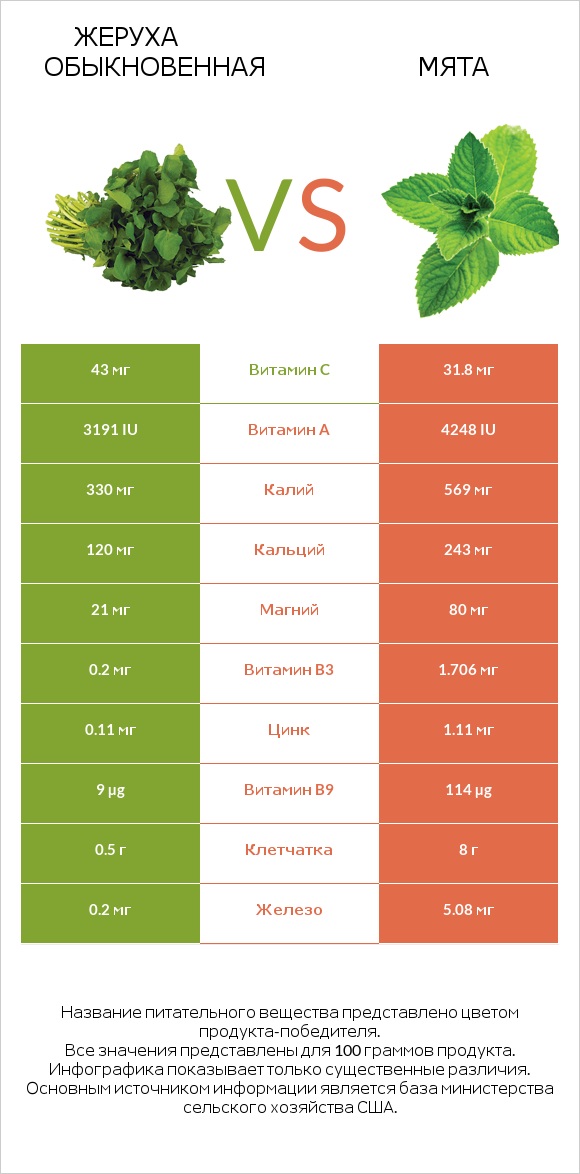 Жеруха обыкновенная vs Мята infographic