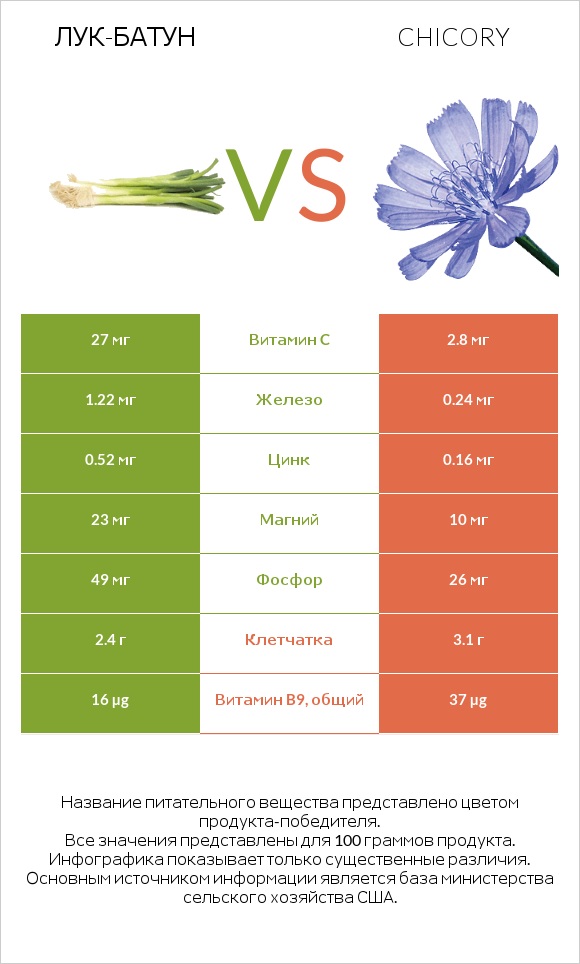 Лук-батун vs Chicory infographic