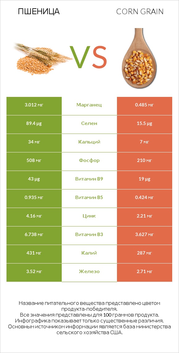 Пшеница vs Corn grain infographic