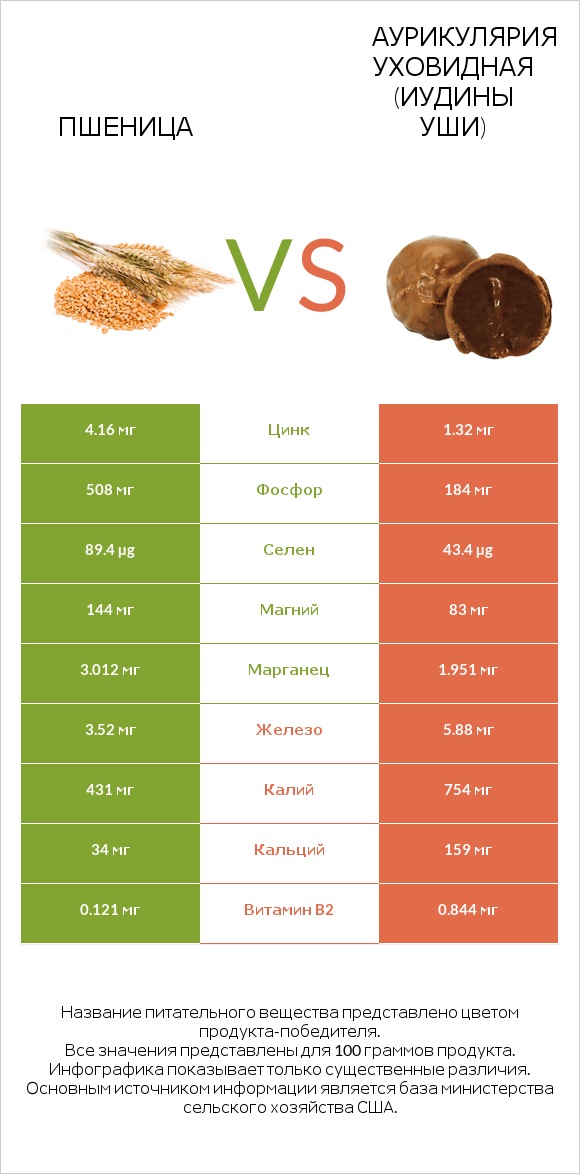 Пшеница vs Аурикулярия уховидная (Иудины уши) infographic