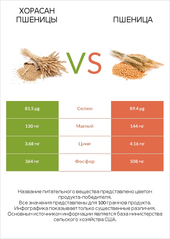 Хорасан пшеницы vs Пшеница infographic
