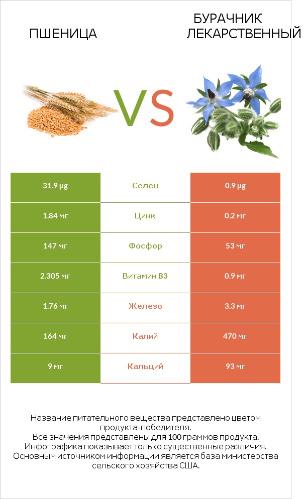 Пшеница vs Бурачник лекарственный infographic