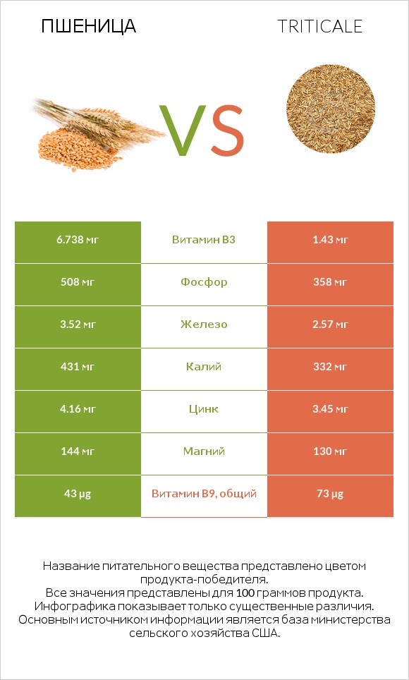 Пшеница vs Triticale infographic