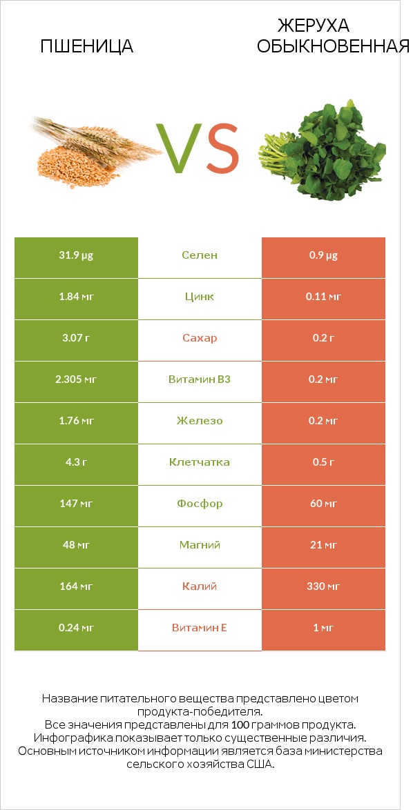 Пшеница vs Жеруха обыкновенная infographic