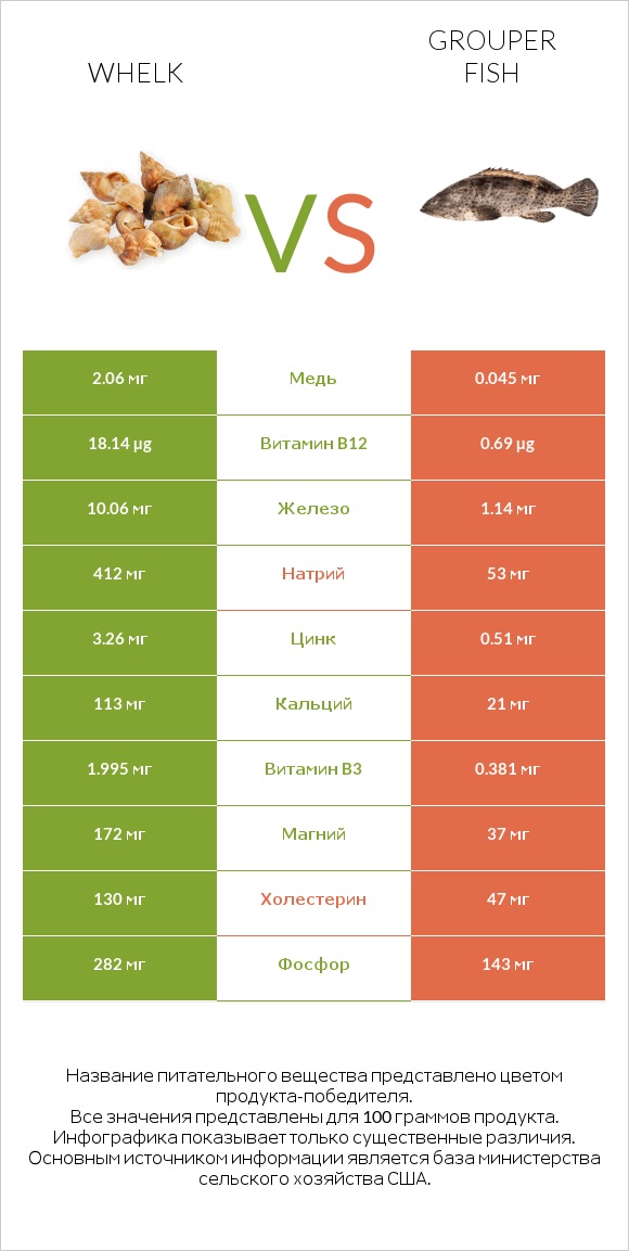 Whelk vs Grouper fish infographic