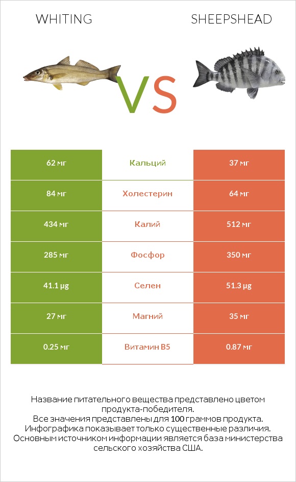 Whiting vs Sheepshead infographic