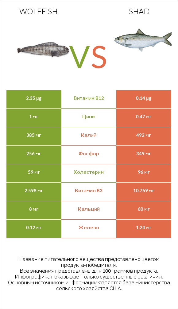 Wolffish vs Shad infographic