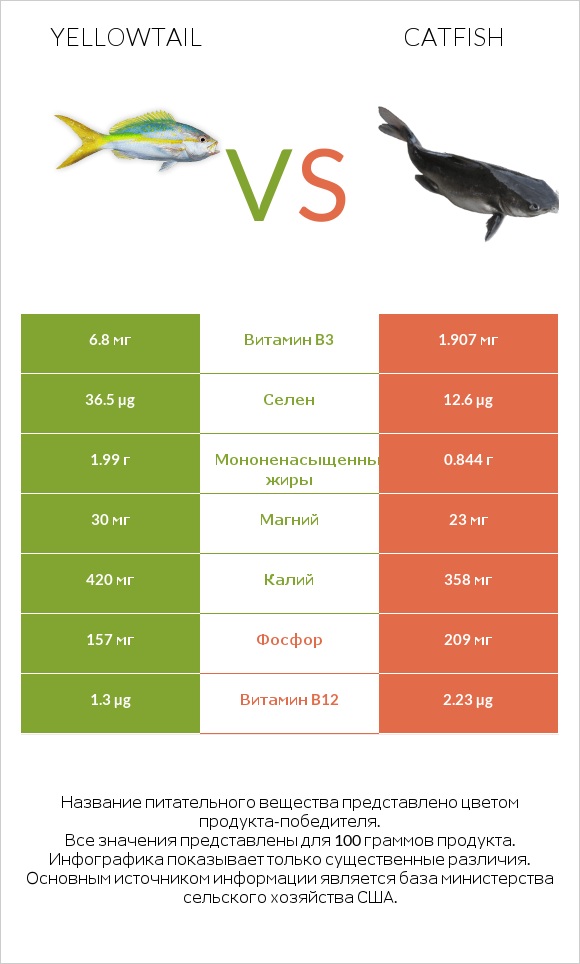 Yellowtail vs Catfish infographic