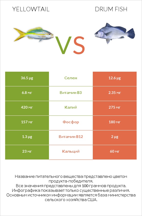 Yellowtail vs Drum fish infographic