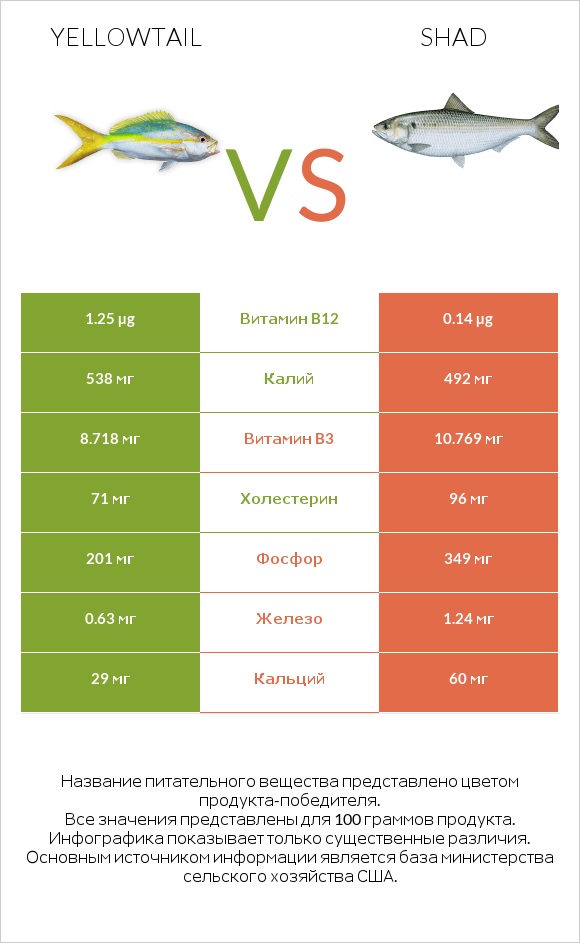 Yellowtail vs Shad infographic