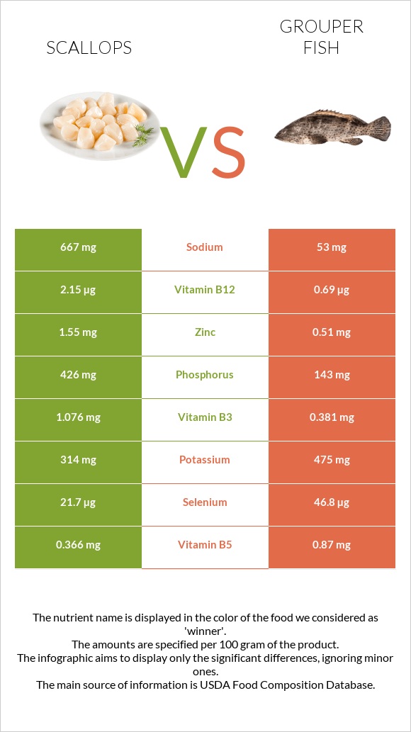 Scallop vs Grouper fish infographic