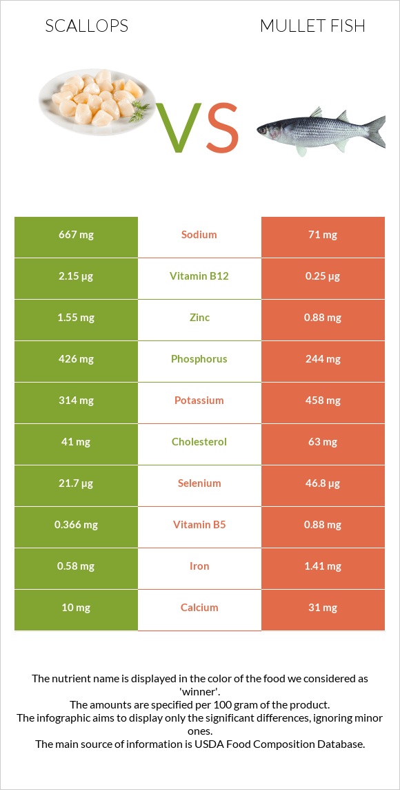 Scallop vs Mullet fish infographic