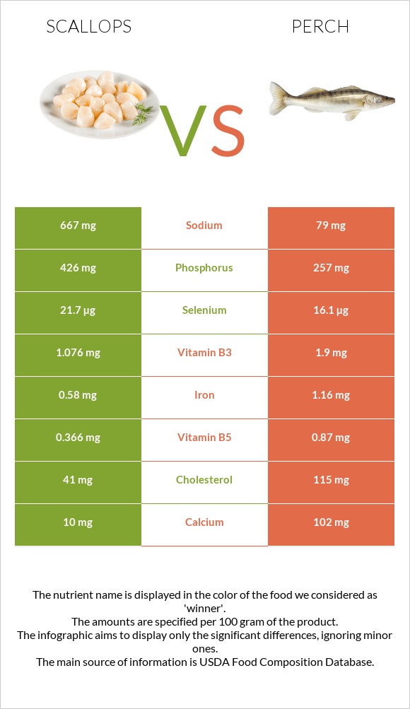 Scallop vs Perch infographic