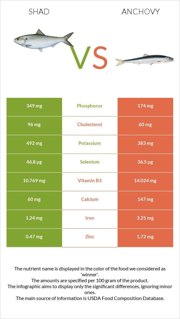 Shad vs Anchovy infographic