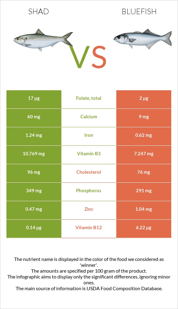 Shad vs Bluefish infographic