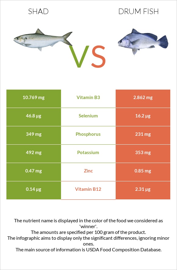 Shad vs Drum fish infographic