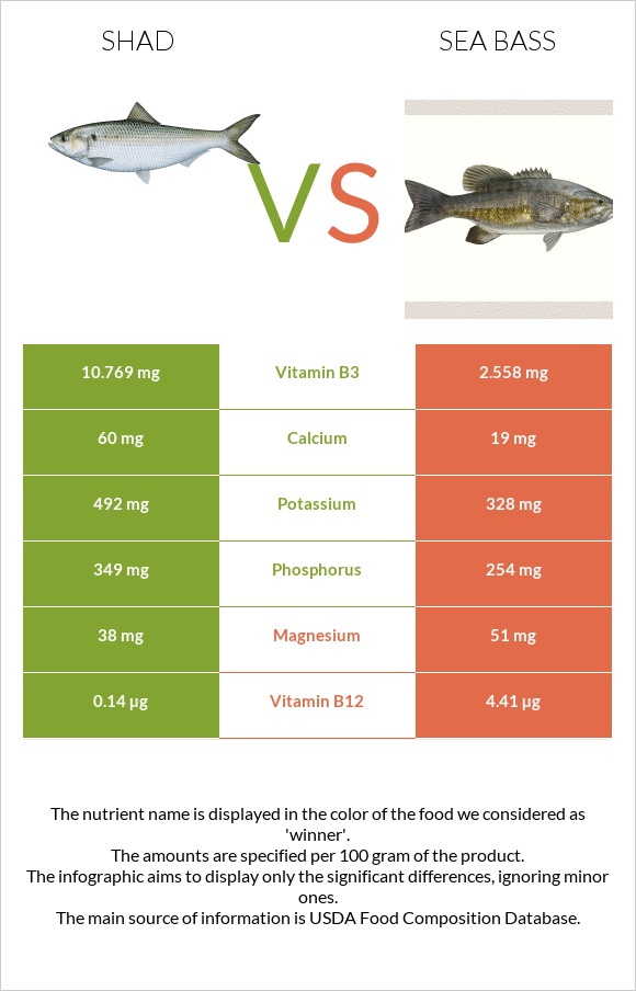 Shad vs Sea bass infographic