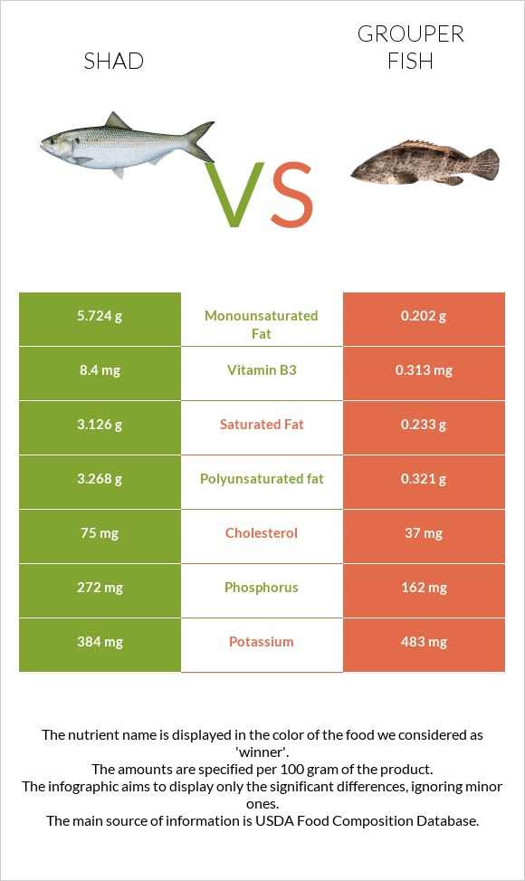 Shad vs Grouper fish infographic