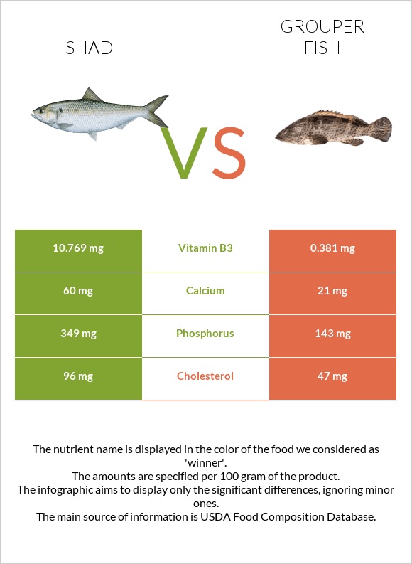 Shad vs Grouper fish infographic