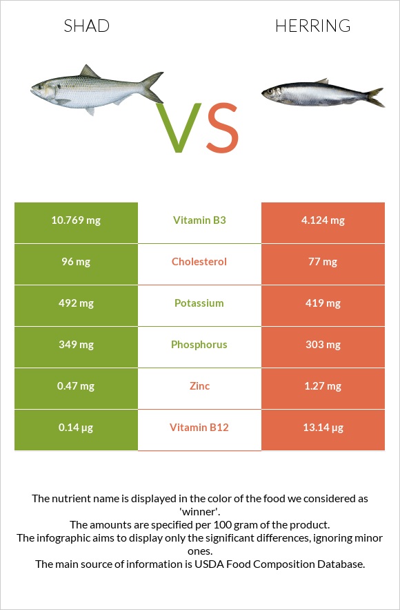 Shad vs Herring infographic