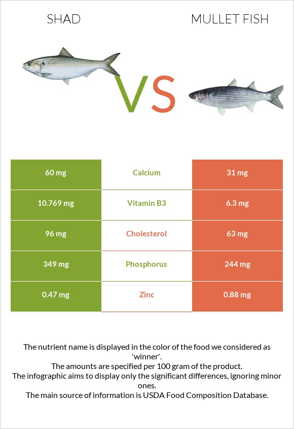 Shad vs Mullet fish infographic