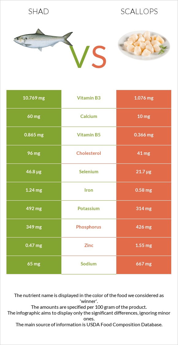 Shad vs Scallop infographic