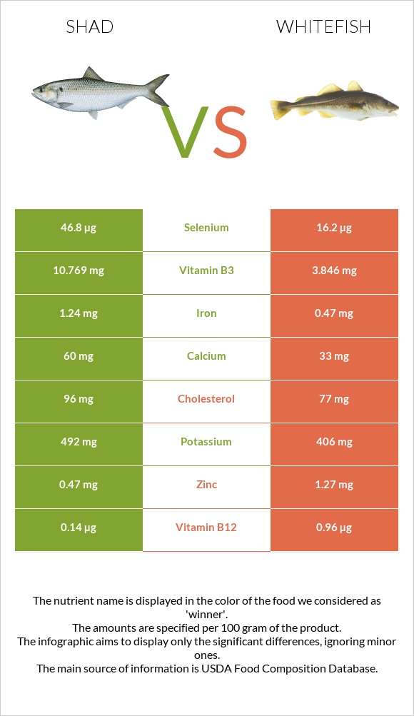 Shad vs Whitefish infographic