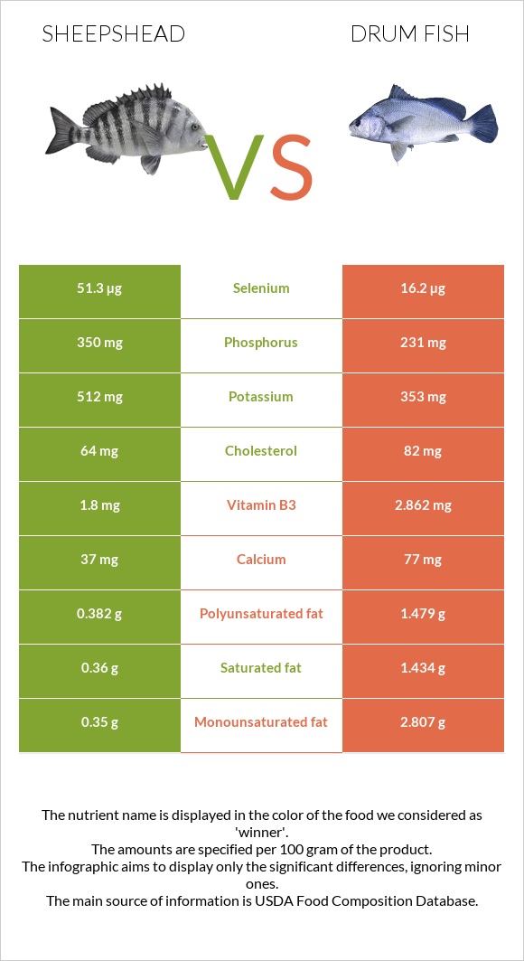 Sheepshead vs Drum fish infographic