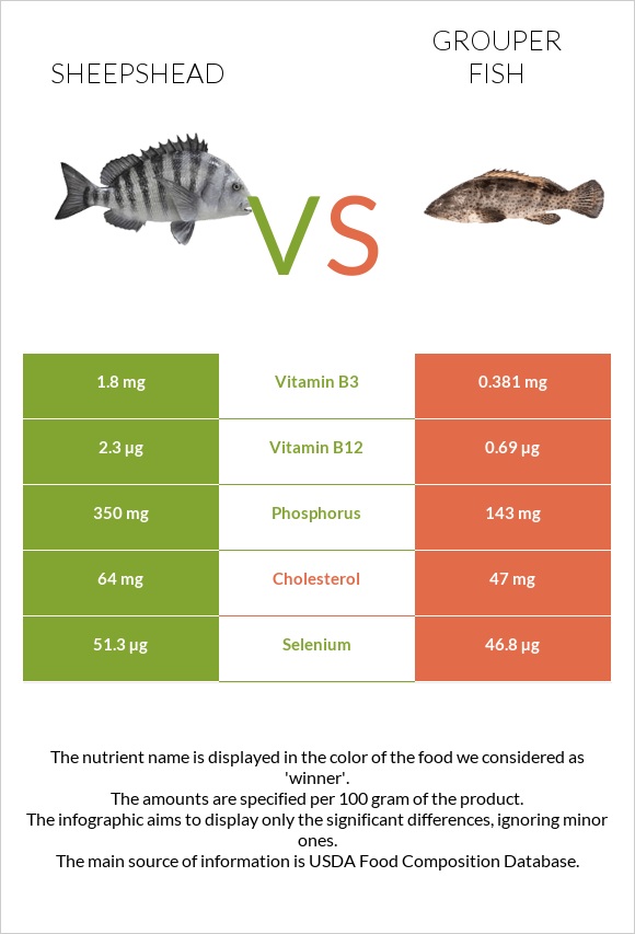 Sheepshead vs Grouper fish infographic