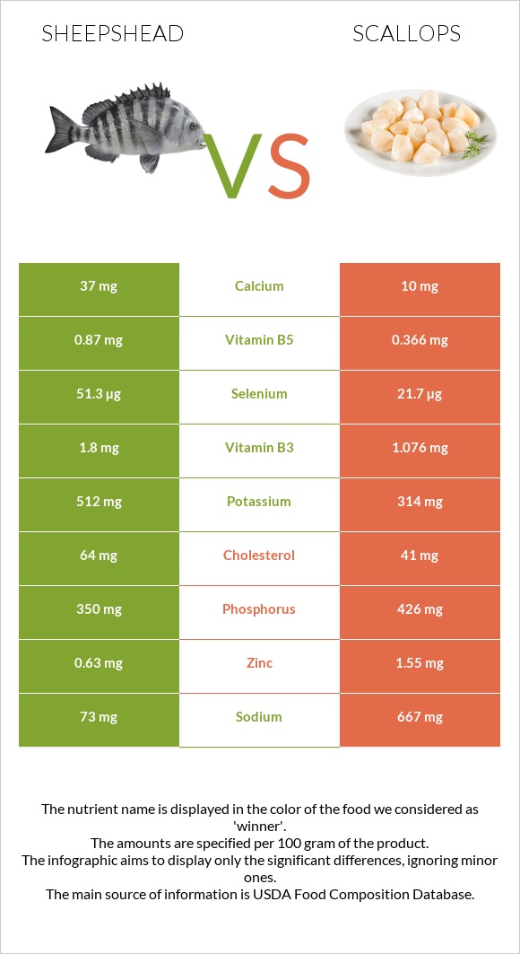 Sheepshead vs Scallop infographic