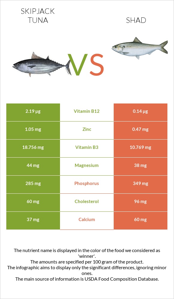 Գծավոր թունա vs Shad infographic