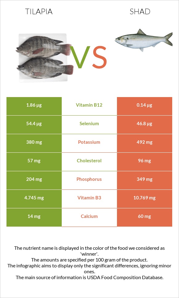 Tilapia vs Shad infographic