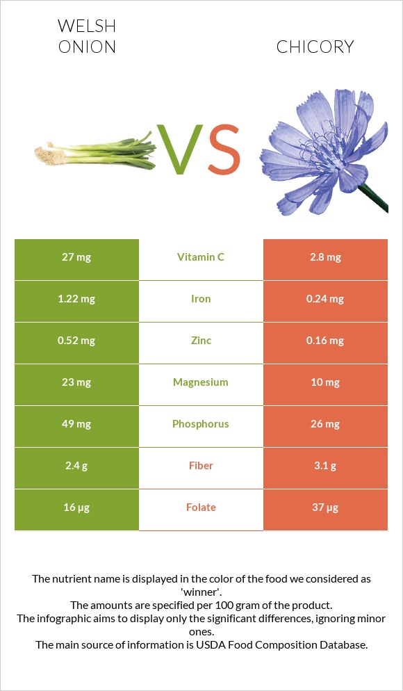 Welsh onion vs Chicory infographic