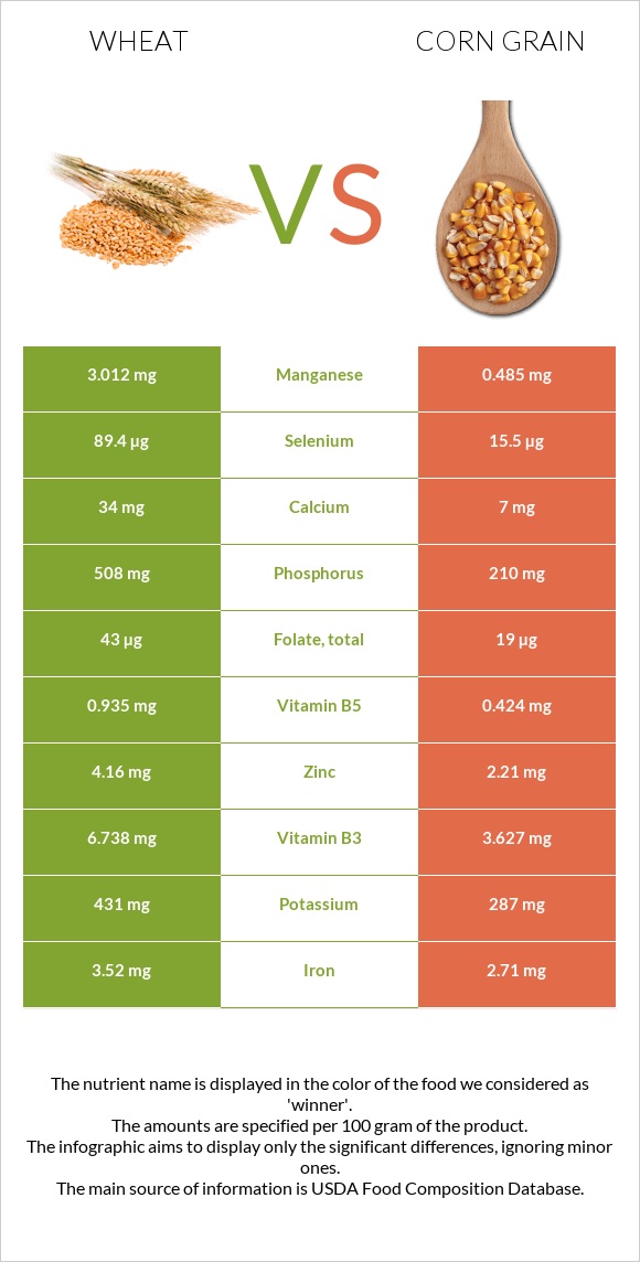 Wheat  vs Corn grain infographic